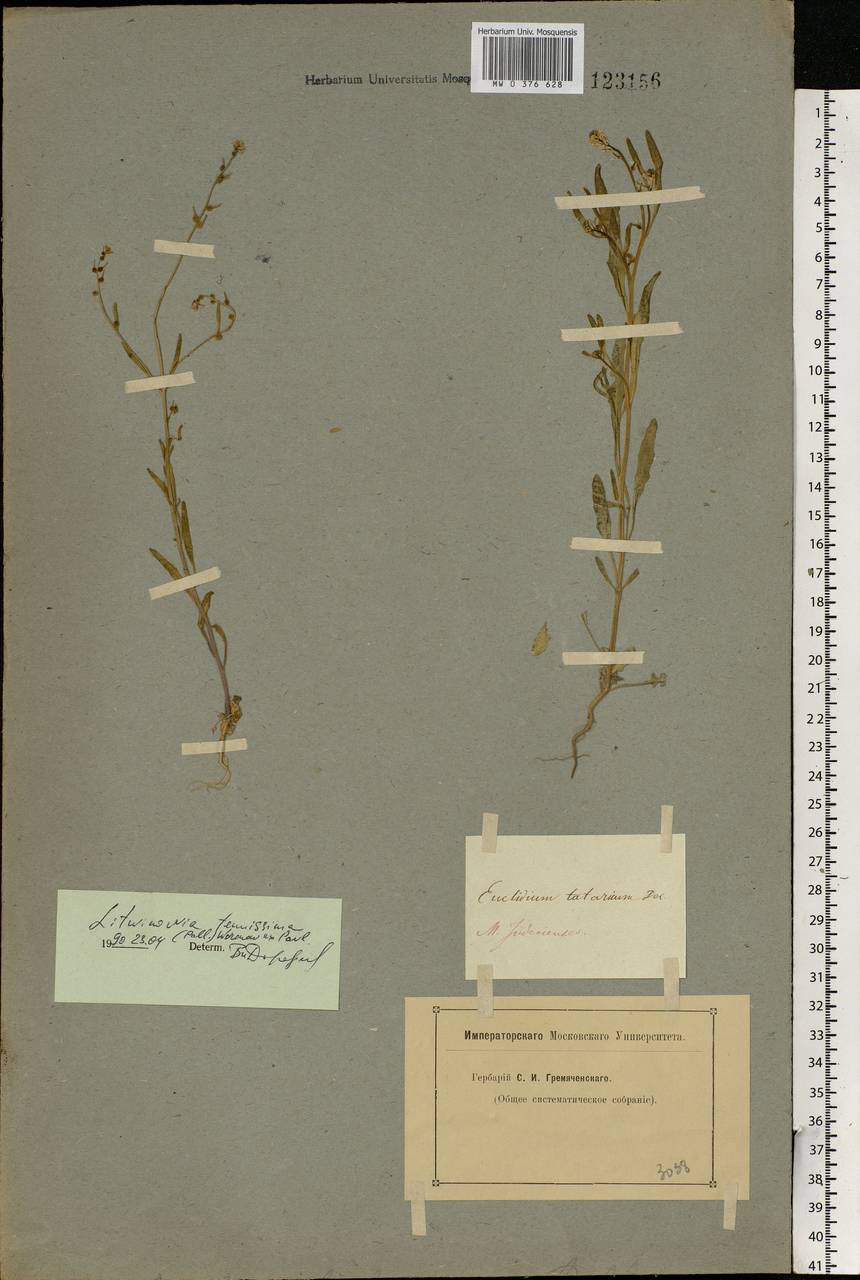 Litwinowia tenuissima (Pall.) Woronow ex Pavlov, Middle Asia, Caspian Ustyurt & Northern Aralia (M8) (Kazakhstan)