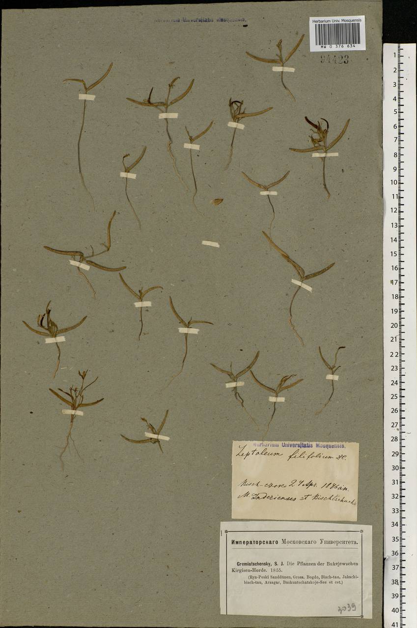 Leptaleum filifolium (Willd.) DC., Middle Asia, Caspian Ustyurt & Northern Aralia (M8) (Kazakhstan)