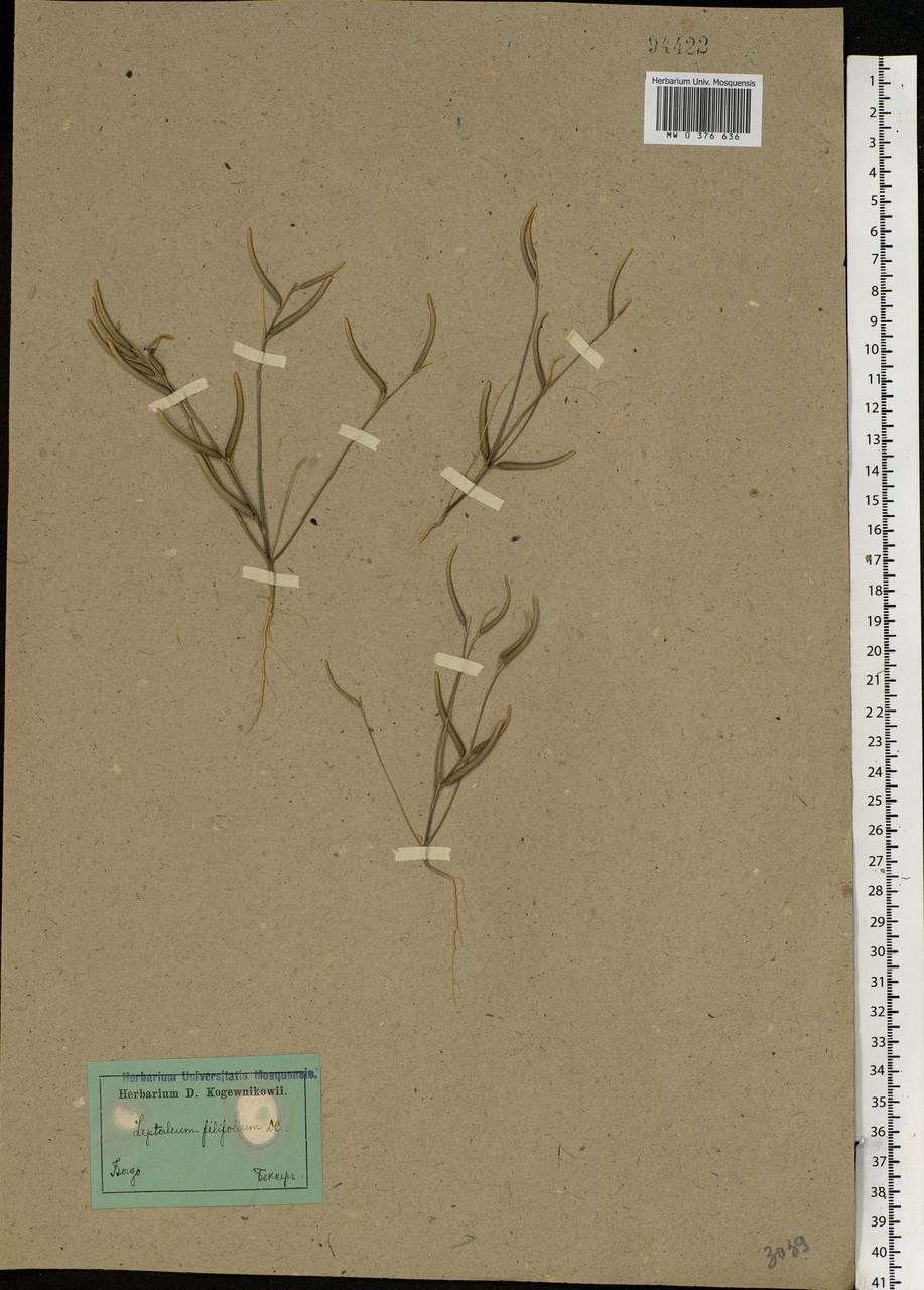Leptaleum filifolium (Willd.) DC., Eastern Europe, Lower Volga region (E9) (Russia)