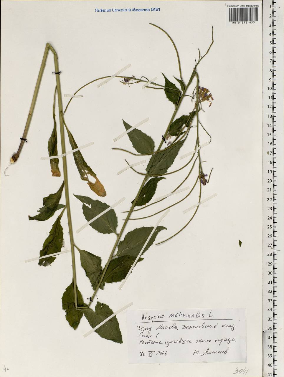Hesperis matronalis L., Eastern Europe, Moscow region (E4a) (Russia)
