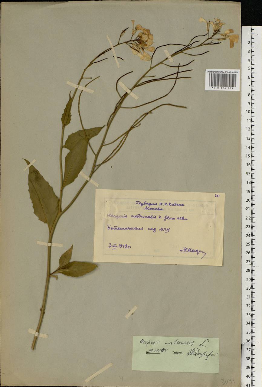 Hesperis matronalis L., Eastern Europe, Moscow region (E4a) (Russia)