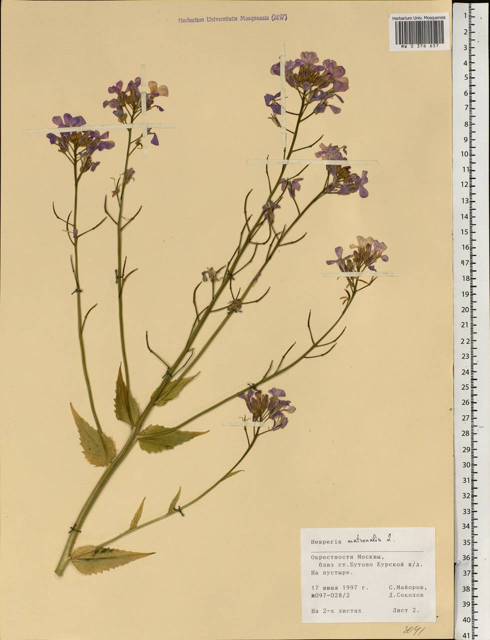 Hesperis matronalis L., Eastern Europe, Moscow region (E4a) (Russia)