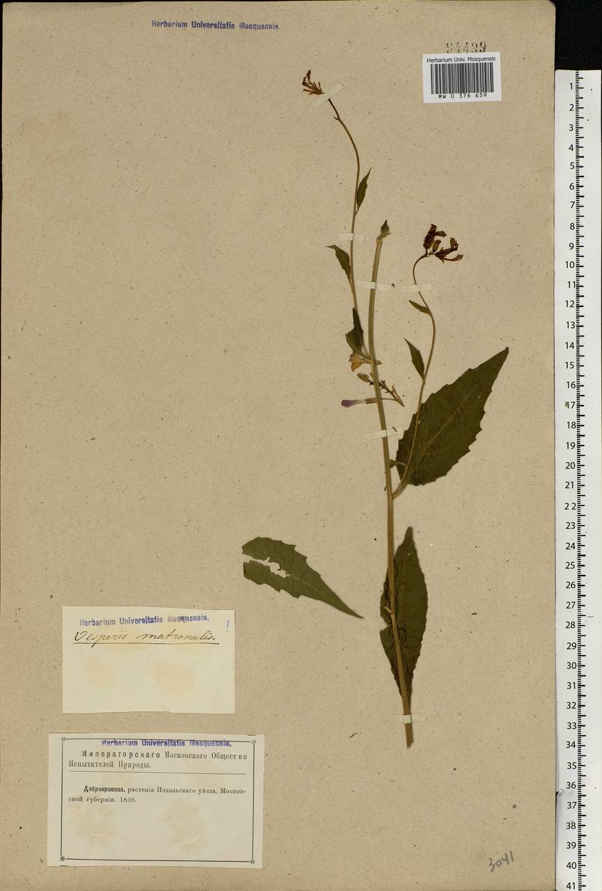 Hesperis matronalis L., Eastern Europe, Moscow region (E4a) (Russia)