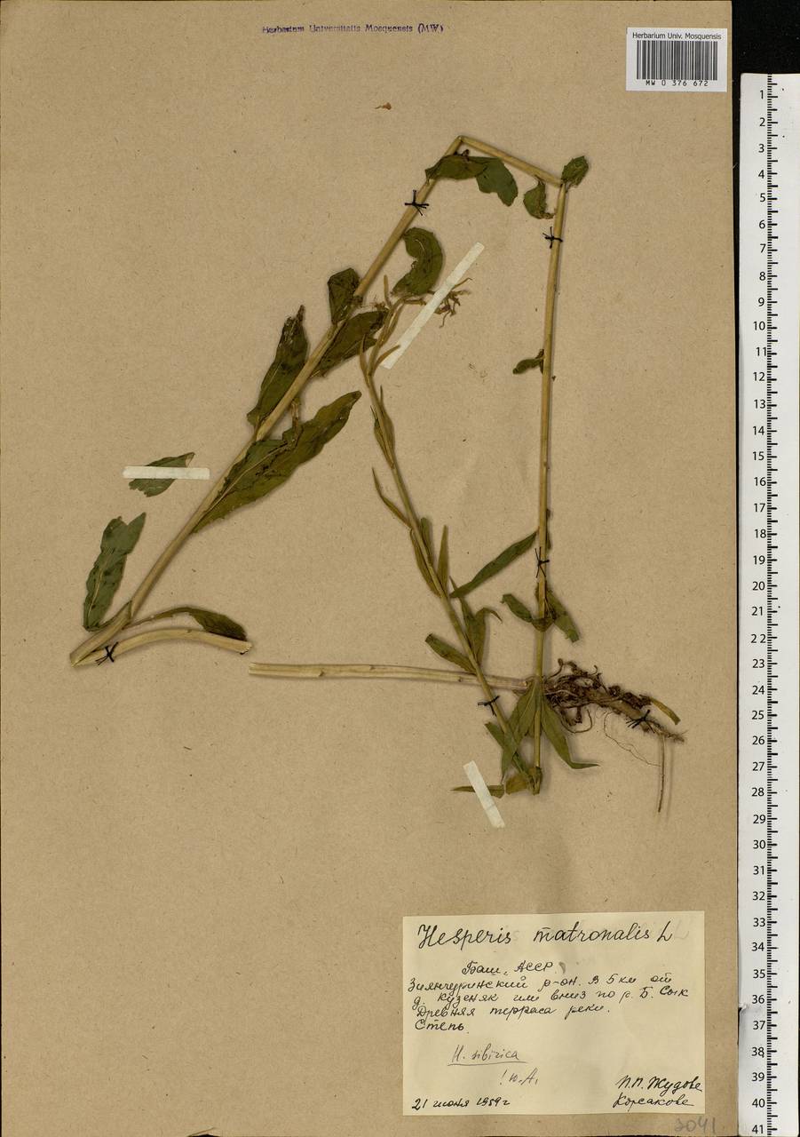 Hesperis matronalis L., Eastern Europe, Eastern region (E10) (Russia)