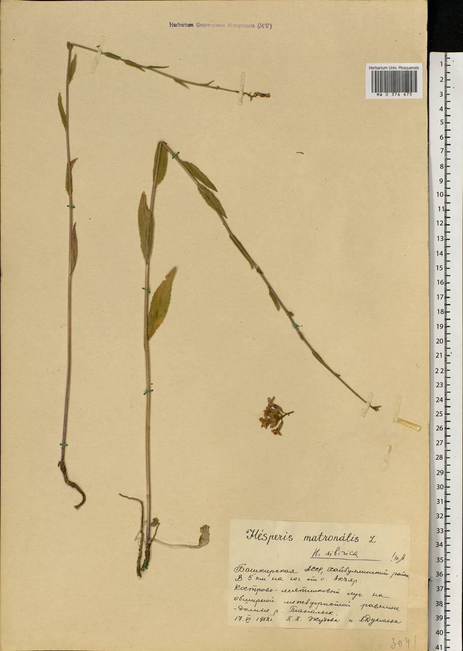 Hesperis matronalis L., Eastern Europe, Eastern region (E10) (Russia)
