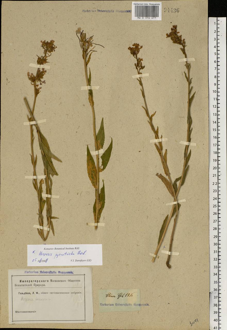 Hesperis matronalis L., Eastern Europe, Rostov Oblast (E12a) (Russia)