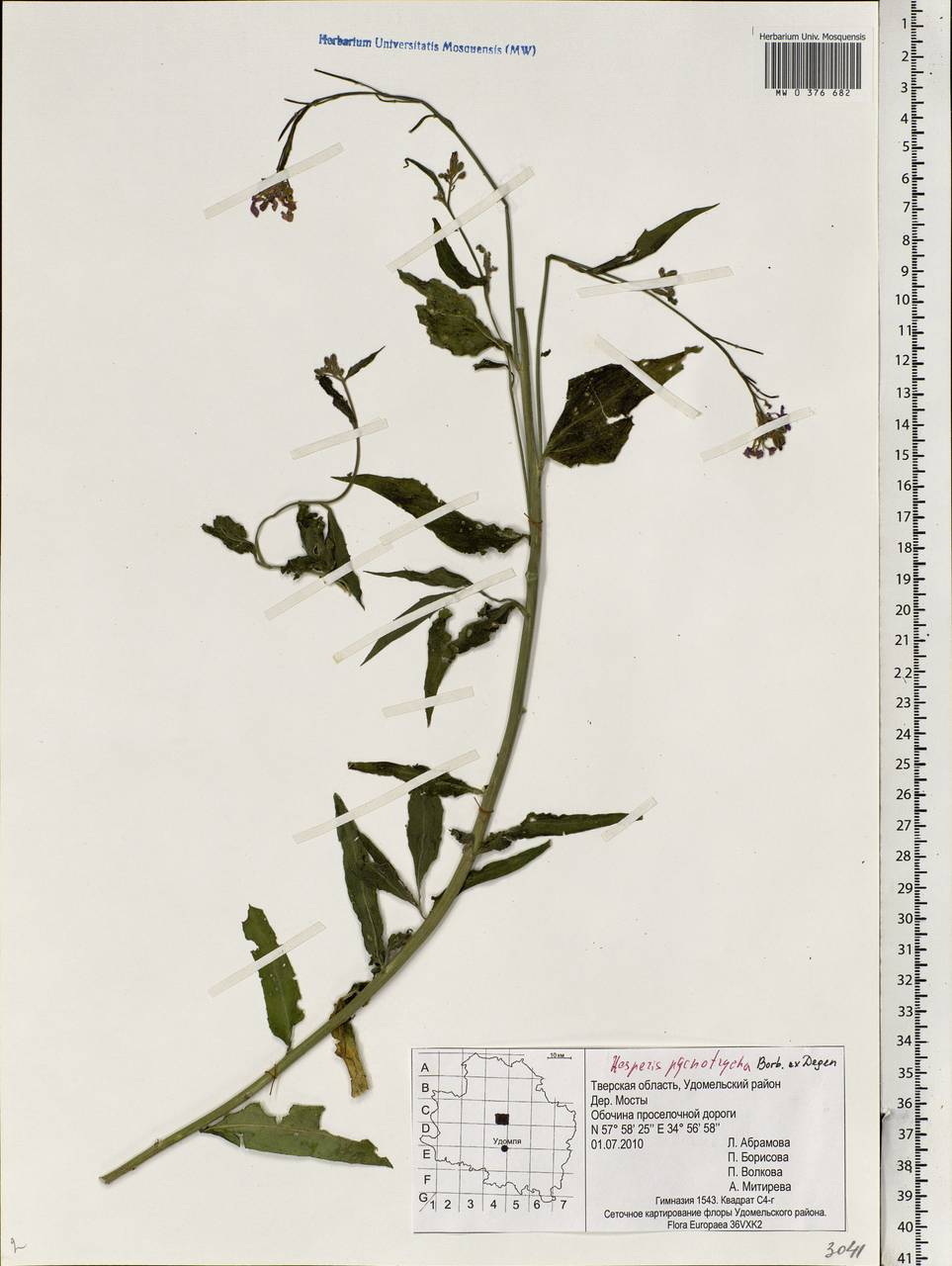 Hesperis pycnotricha Borbás, Eastern Europe, North-Western region (E2) (Russia)