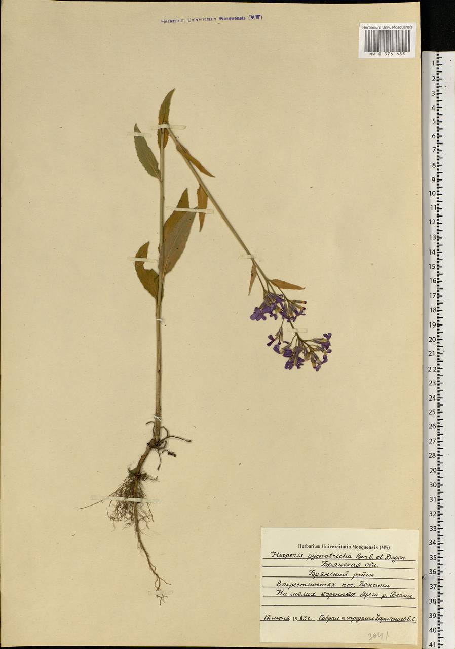 Hesperis pycnotricha Borbás & Degen, Eastern Europe, Western region (E3) (Russia)