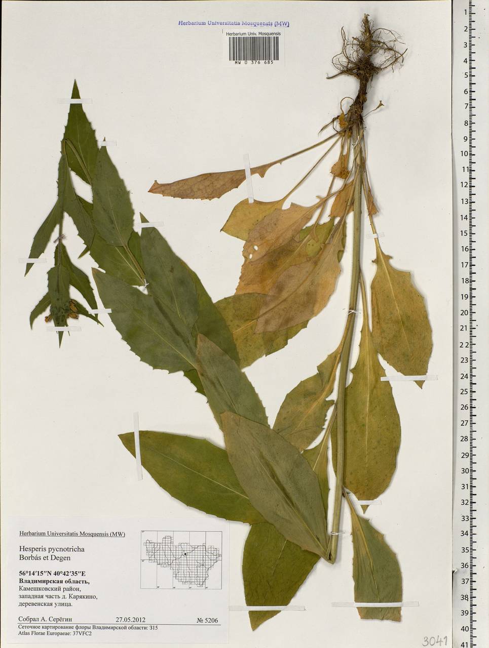 Hesperis pycnotricha Borbás, Eastern Europe, Central region (E4) (Russia)