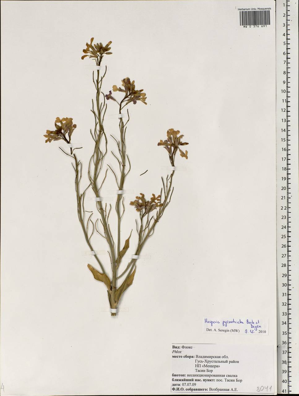 Hesperis pycnotricha Borbás & Degen, Eastern Europe, Central region (E4) (Russia)