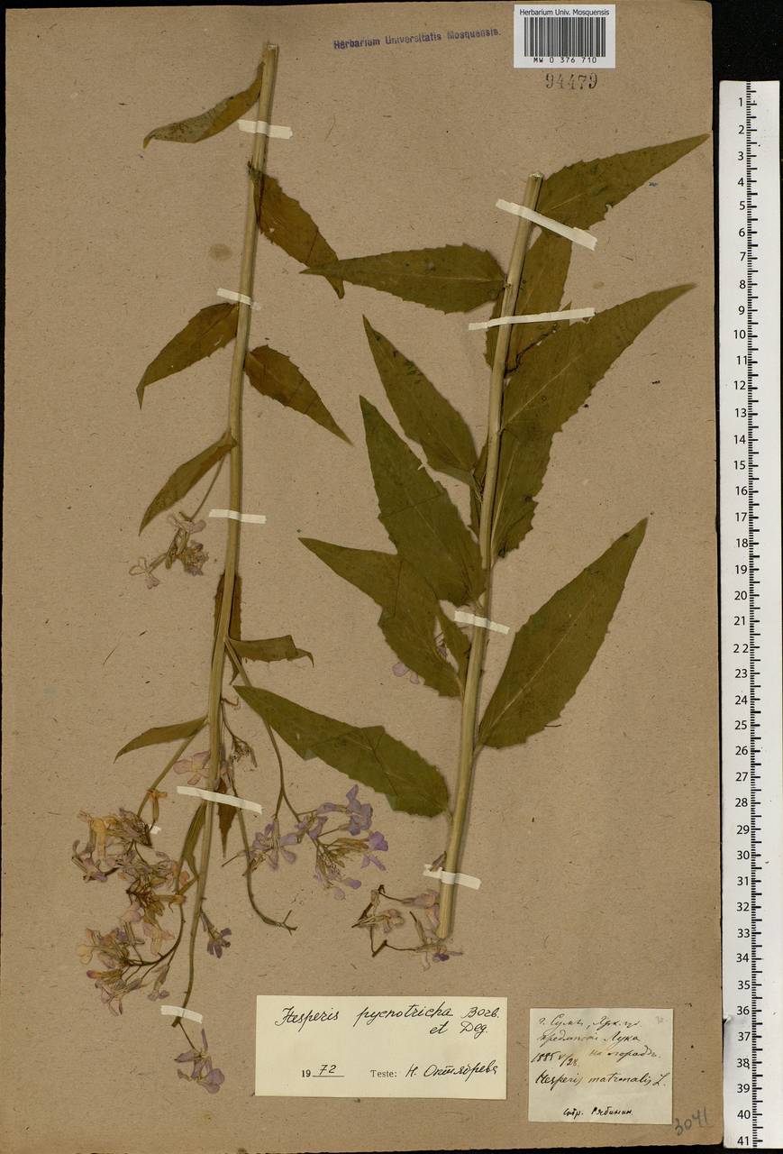 Hesperis pycnotricha Borbás & Degen, Eastern Europe, North Ukrainian region (E11) (Ukraine)
