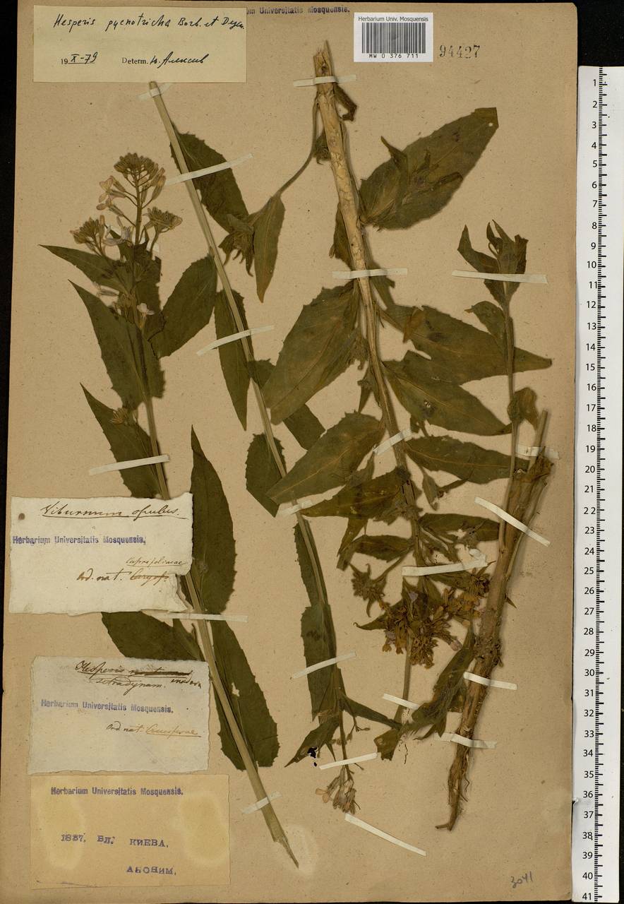 Hesperis pycnotricha Borbás & Degen, Eastern Europe, North Ukrainian region (E11) (Ukraine)