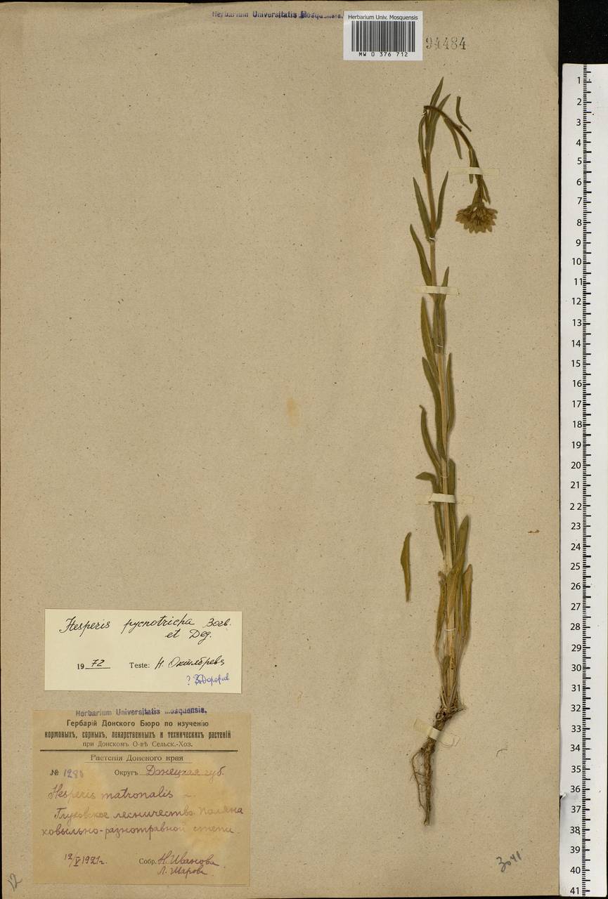 Hesperis pycnotricha Borbás & Degen, Eastern Europe, South Ukrainian region (E12) (Ukraine)