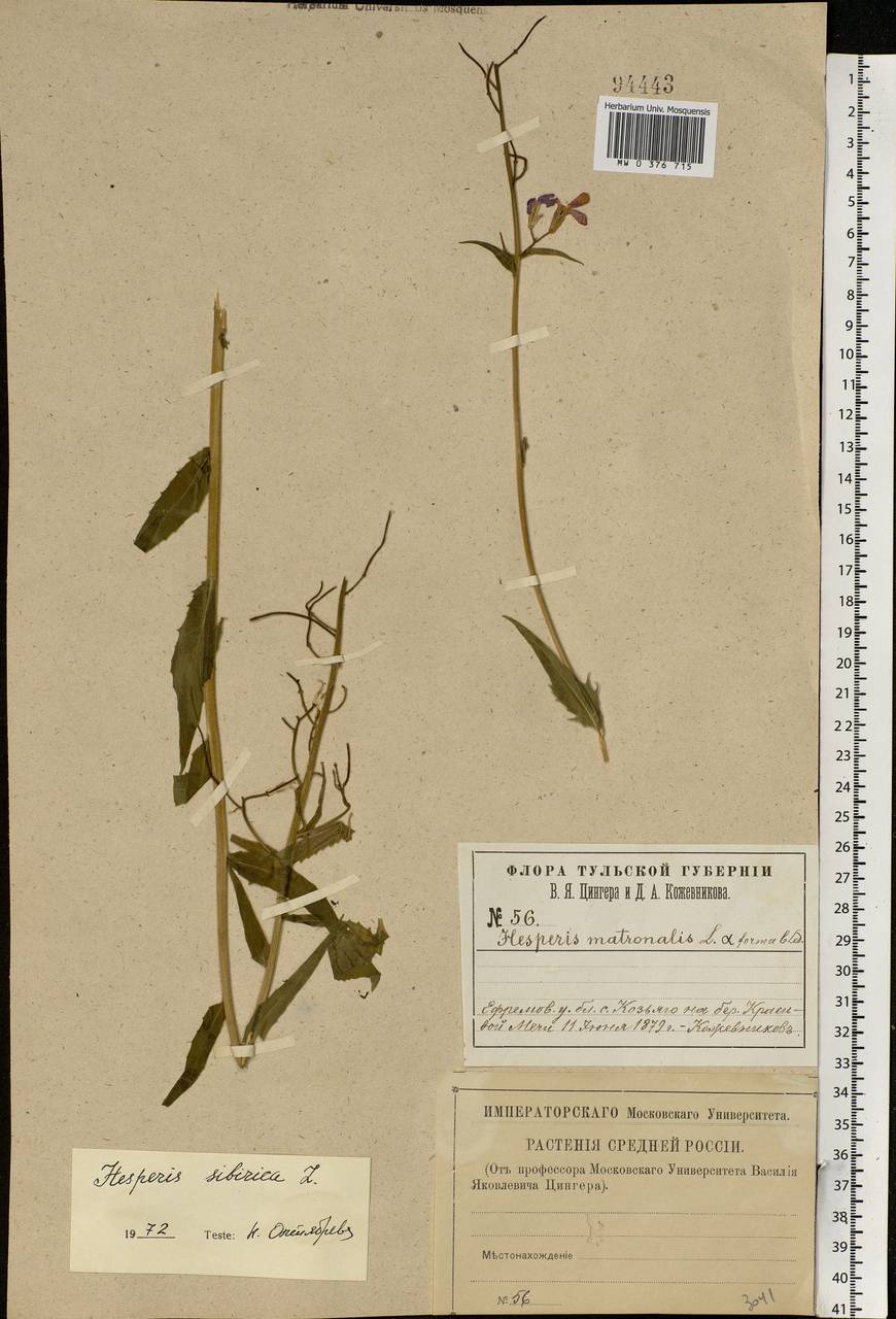 Hesperis sibirica L., Eastern Europe, Central region (E4) (Russia)