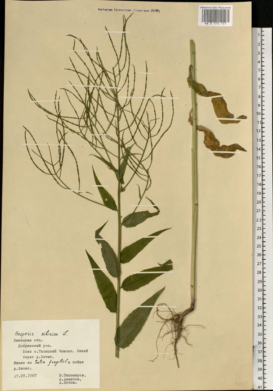 Hesperis sibirica L., Eastern Europe, Central forest-and-steppe region (E6) (Russia)