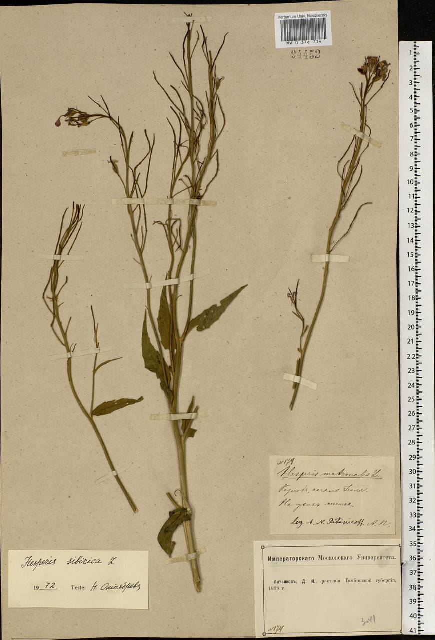 Hesperis sibirica L., Eastern Europe, Central forest-and-steppe region (E6) (Russia)