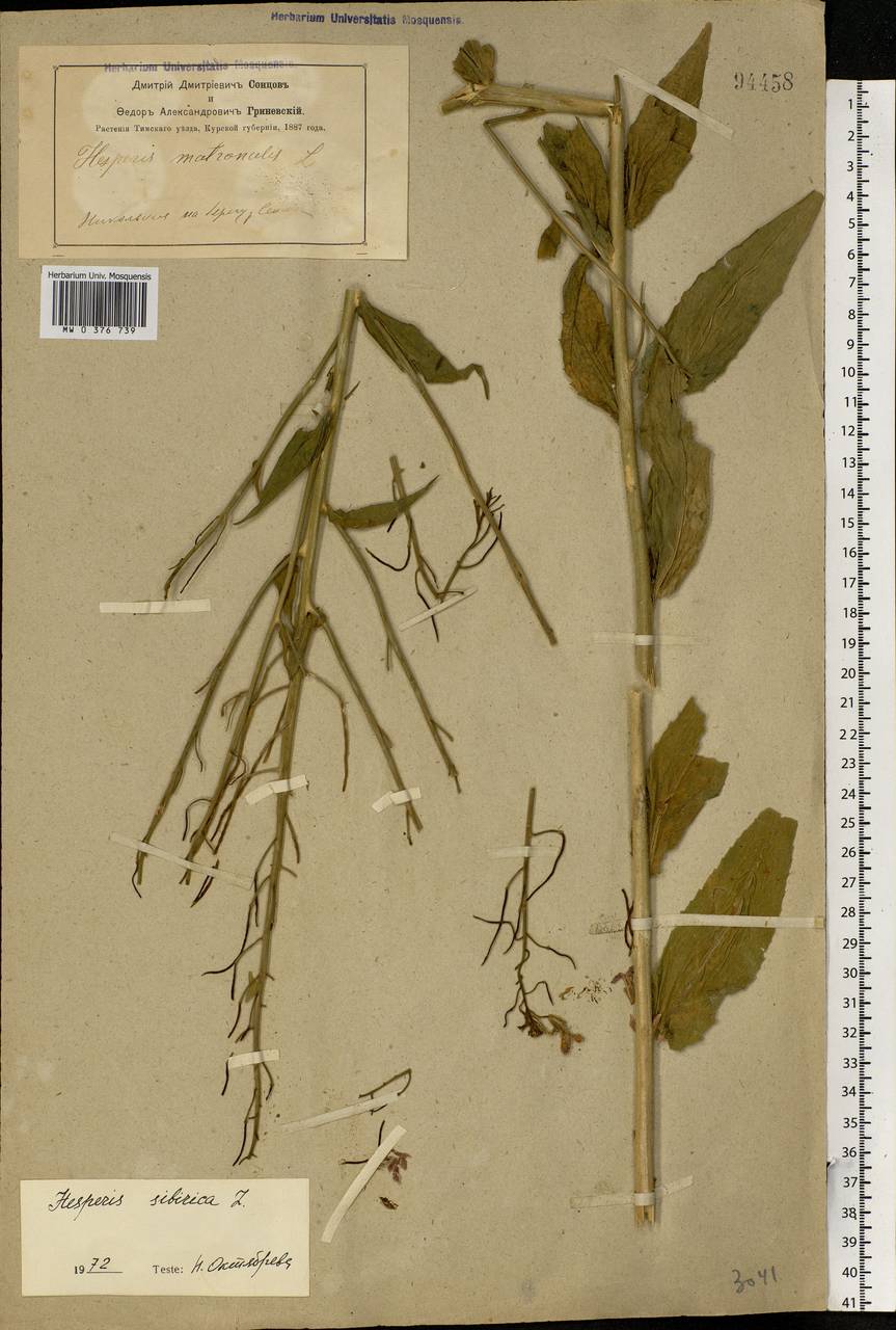 Hesperis sibirica L., Eastern Europe, Central forest-and-steppe region (E6) (Russia)