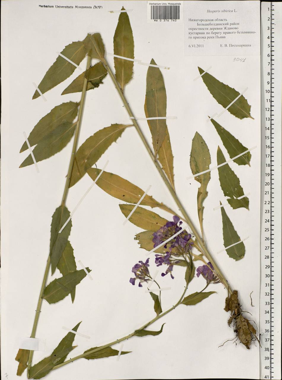 Hesperis sibirica L., Eastern Europe, Volga-Kama region (E7) (Russia)