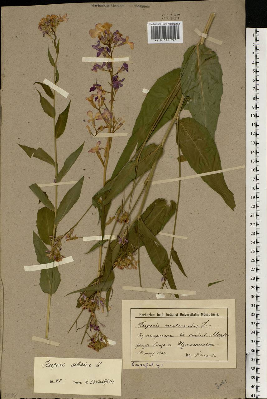 Hesperis sibirica L., Eastern Europe, Lower Volga region (E9) (Russia)