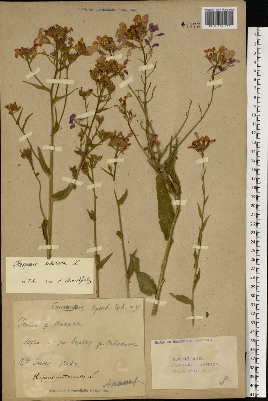 Hesperis sibirica L., Eastern Europe, Eastern region (E10) (Russia)