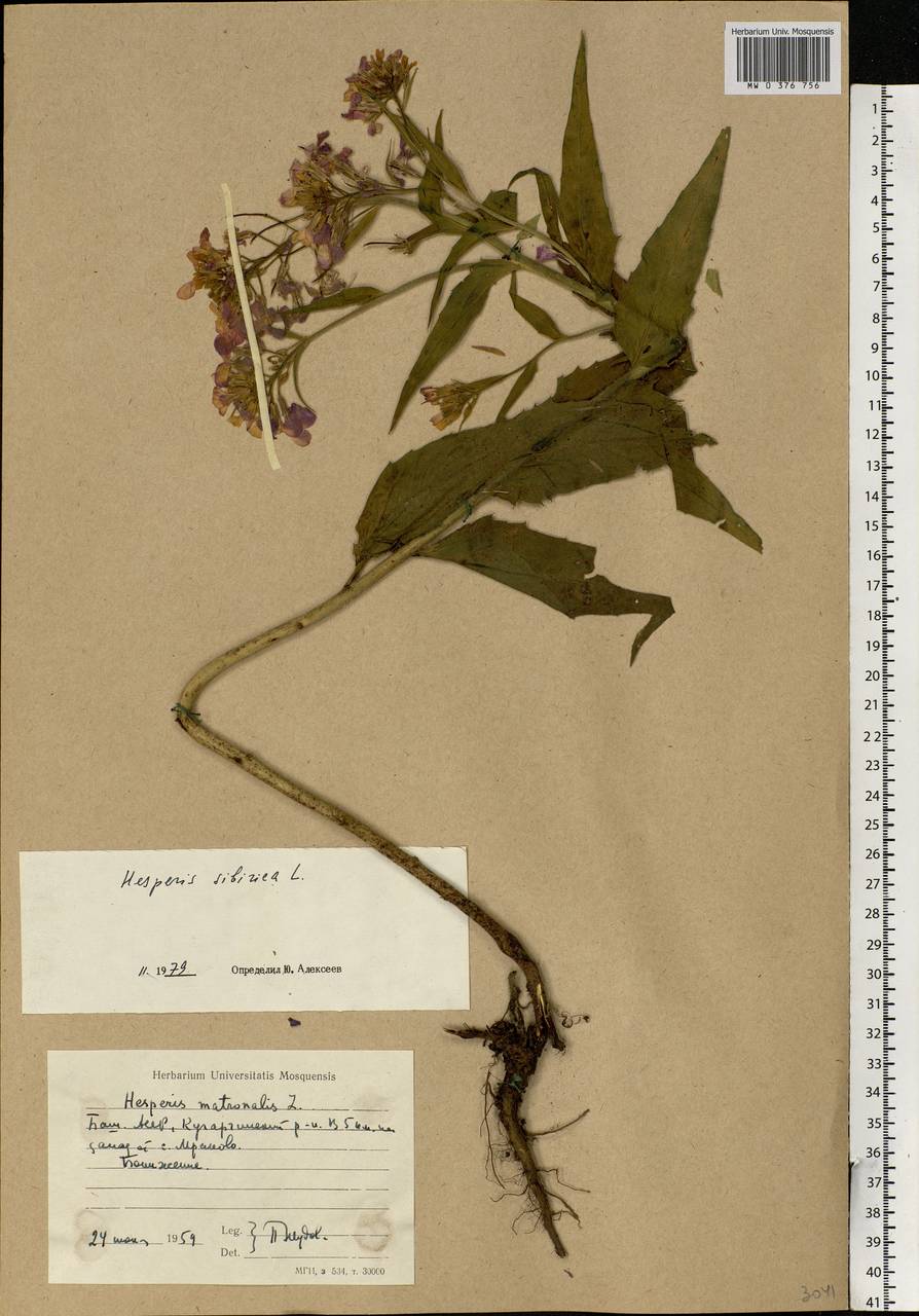 Hesperis sibirica L., Eastern Europe, Eastern region (E10) (Russia)