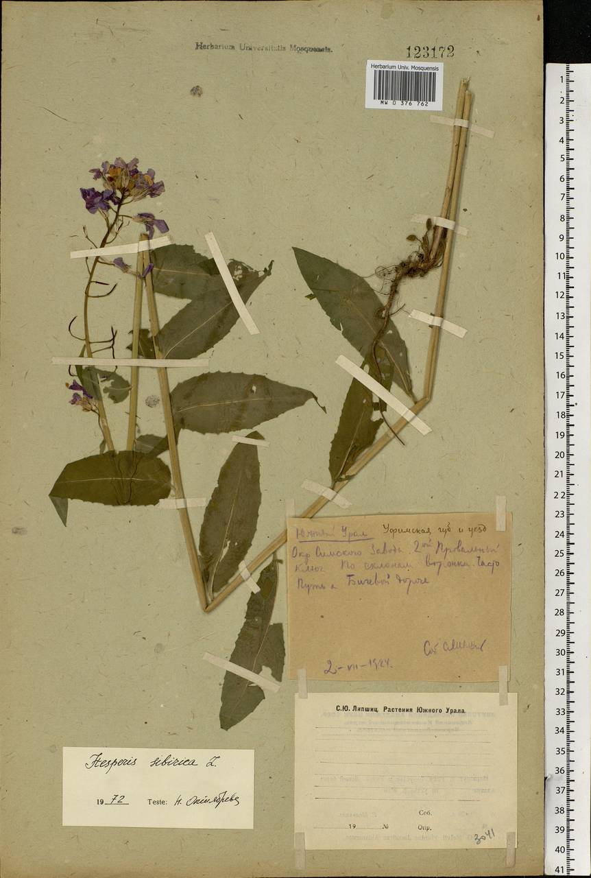 Hesperis sibirica L., Eastern Europe, Eastern region (E10) (Russia)