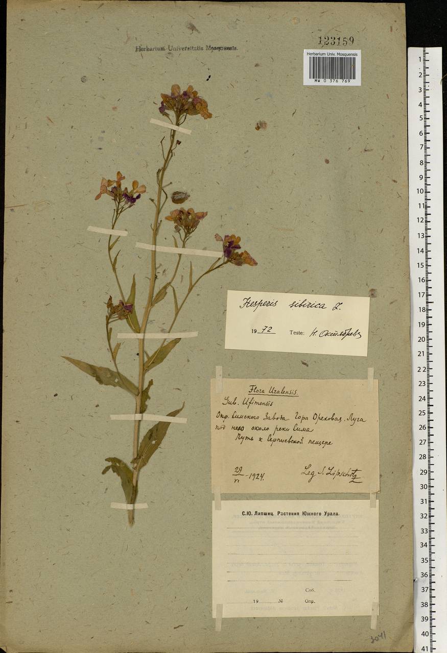Hesperis sibirica L., Eastern Europe, Eastern region (E10) (Russia)