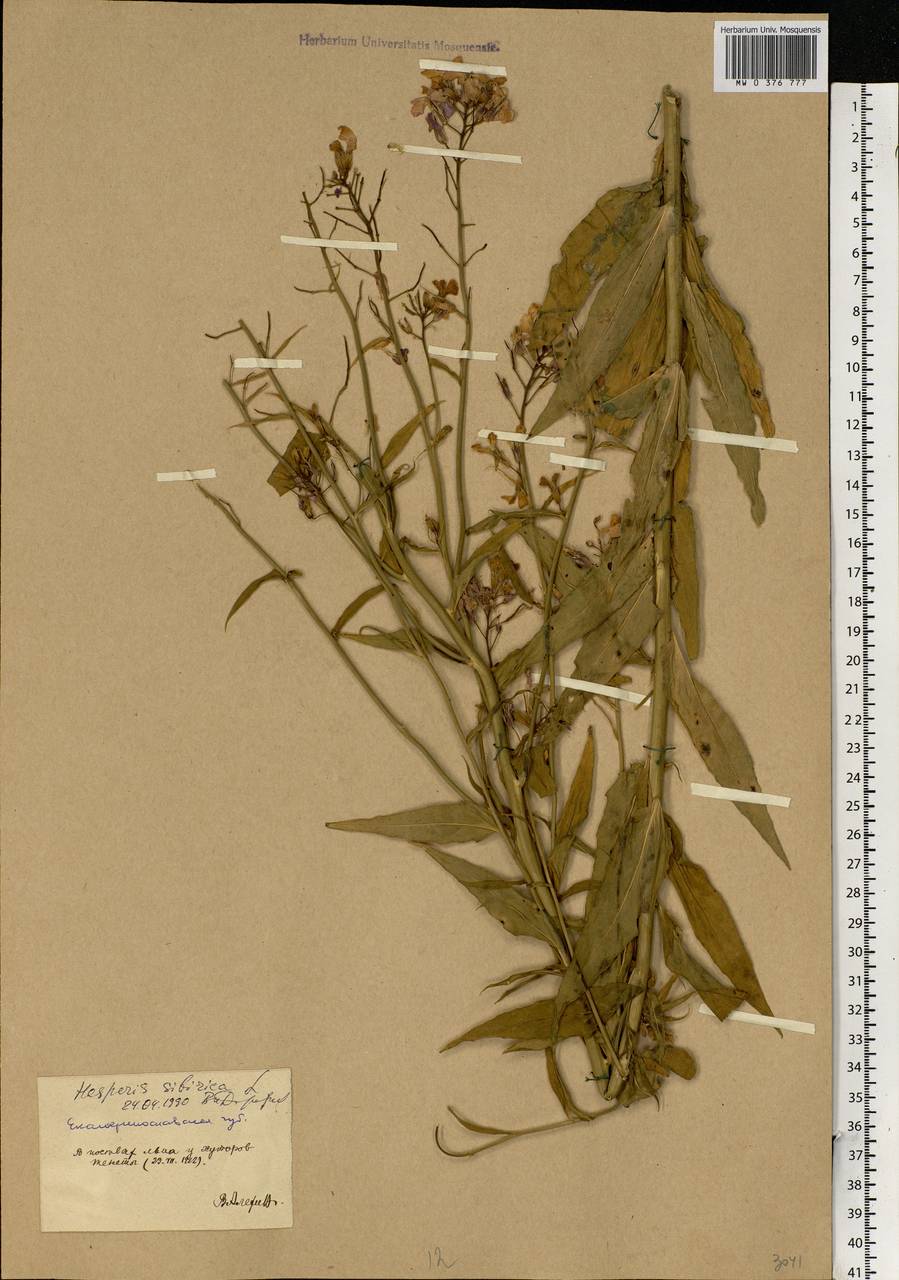 Hesperis sibirica L., Eastern Europe, South Ukrainian region (E12) (Ukraine)