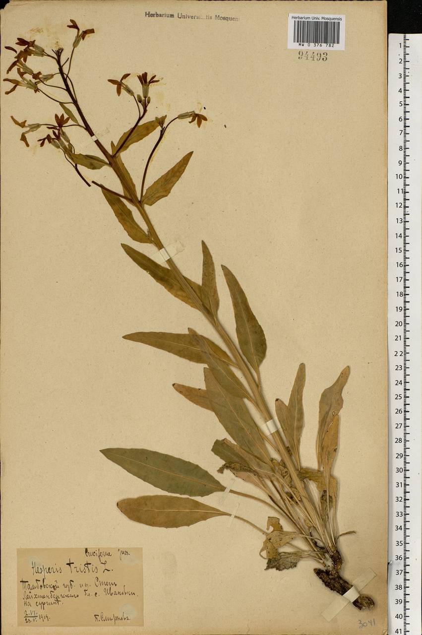 Hesperis tristis L., Eastern Europe, Central forest-and-steppe region (E6) (Russia)