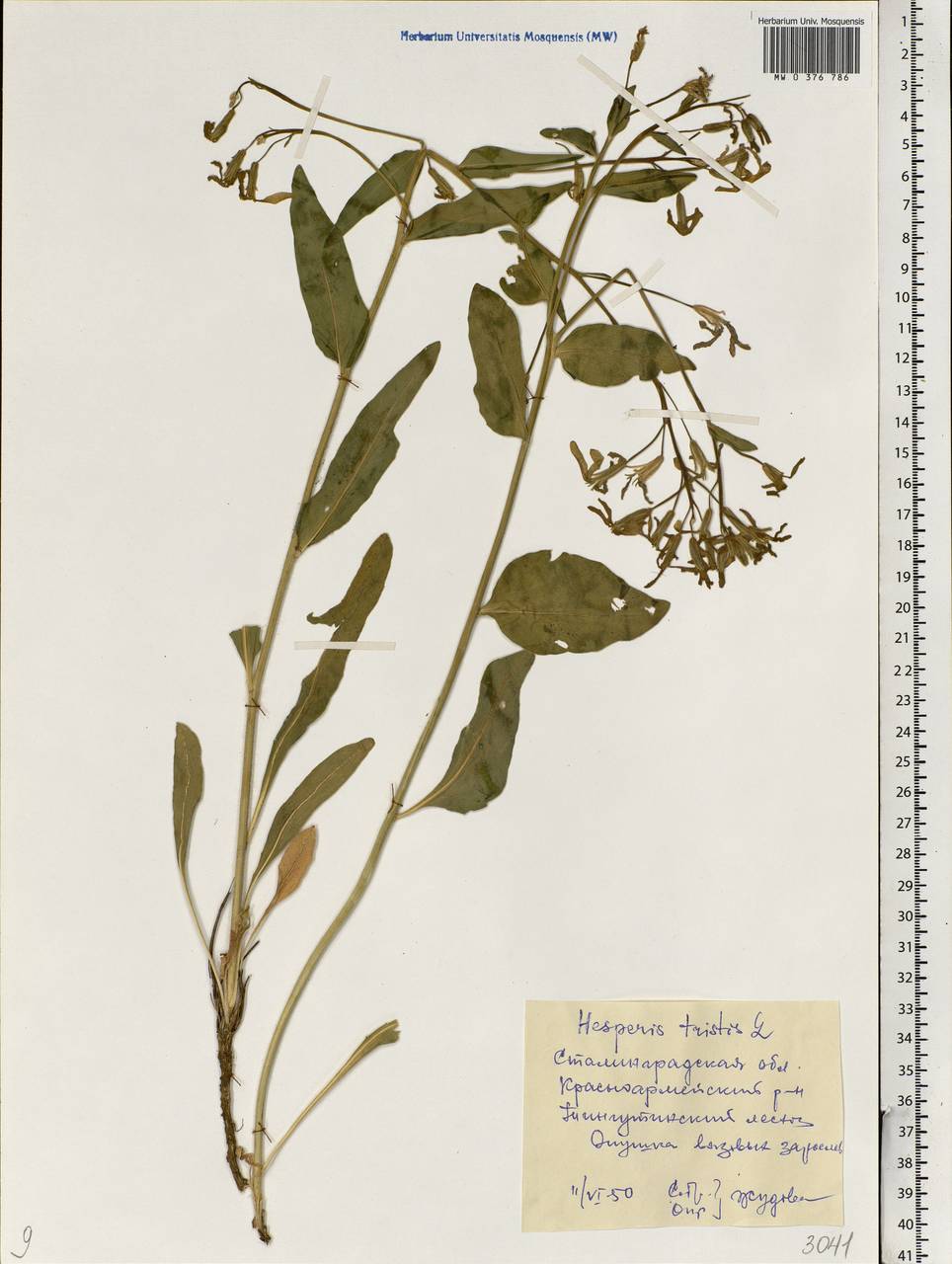 Hesperis tristis L., Eastern Europe, Lower Volga region (E9) (Russia)