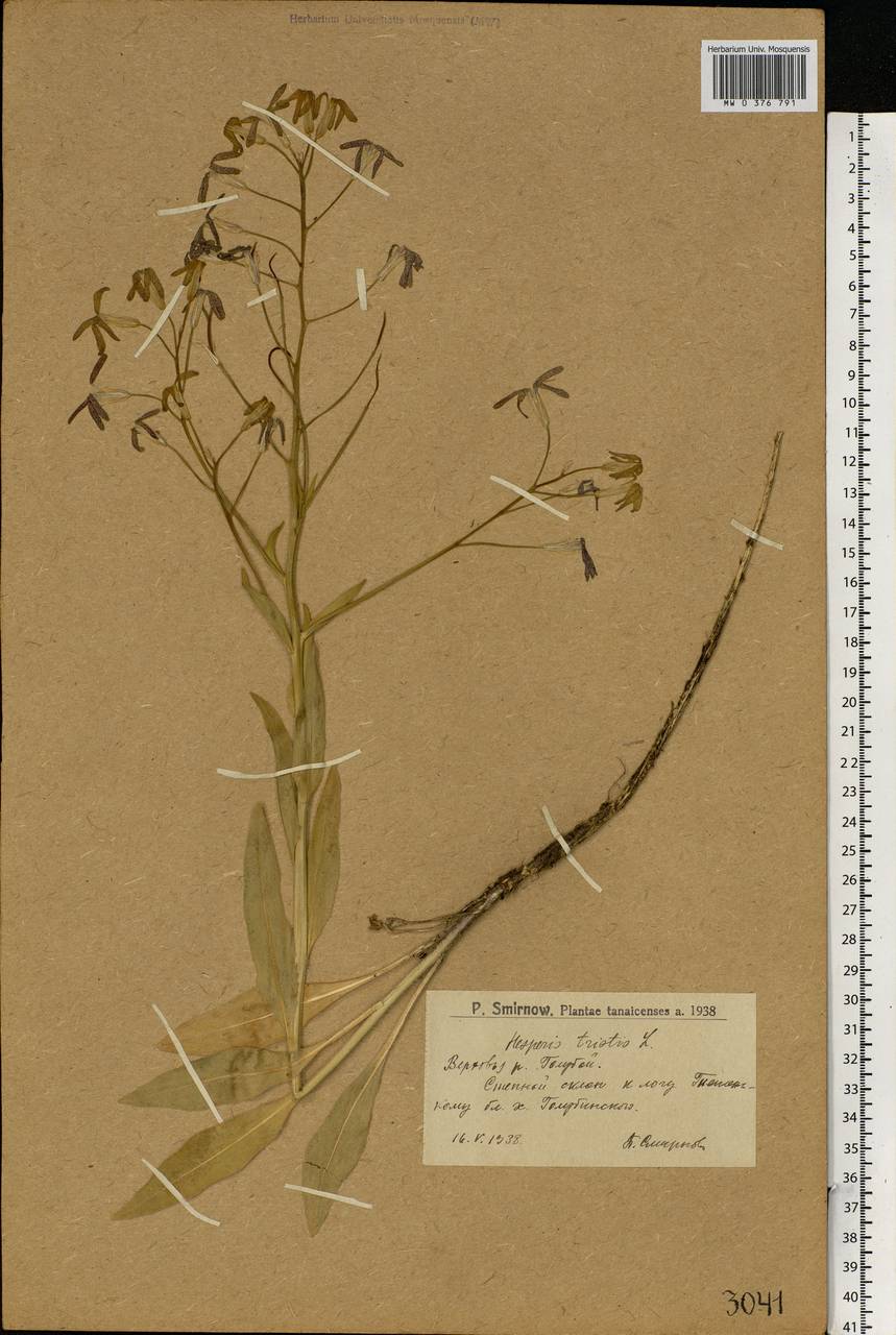 Hesperis tristis L., Eastern Europe, Lower Volga region (E9) (Russia)