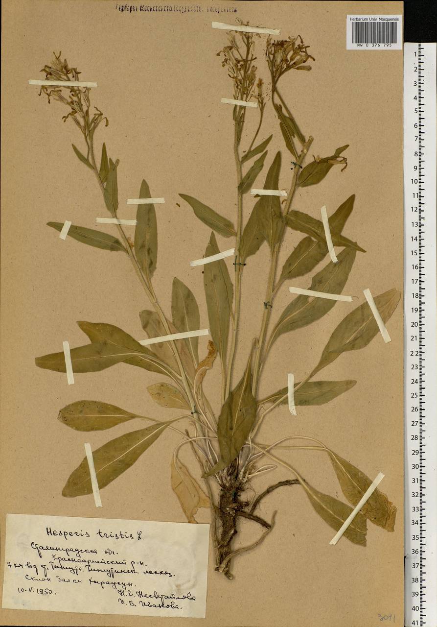 Hesperis tristis L., Eastern Europe, Lower Volga region (E9) (Russia)