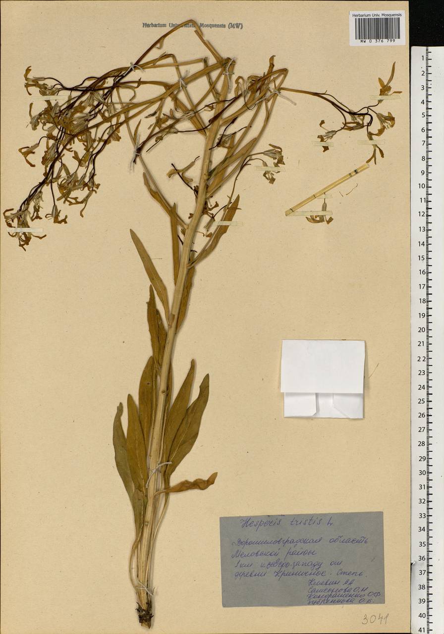 Hesperis tristis L., Eastern Europe, North Ukrainian region (E11) (Ukraine)