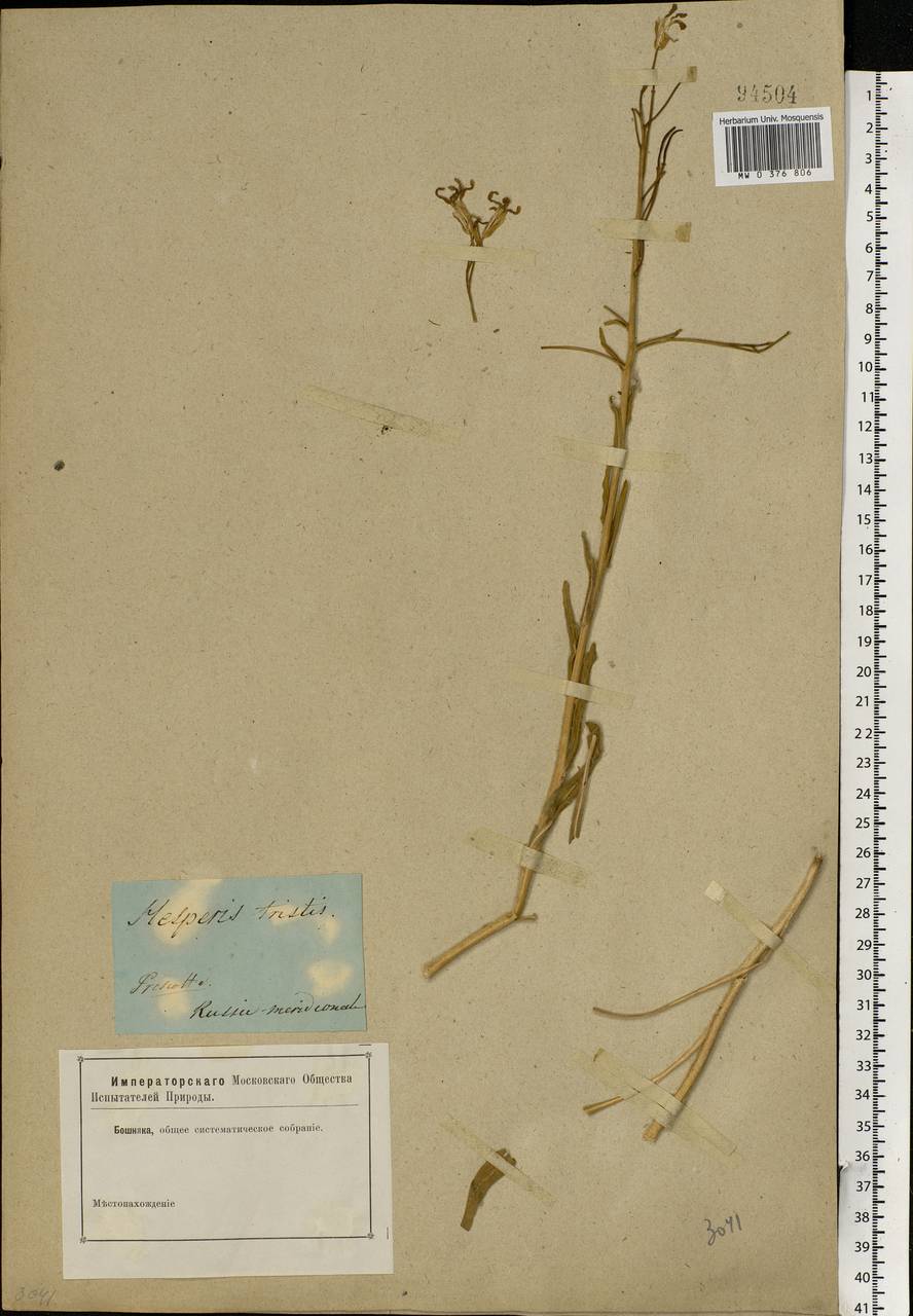 Hesperis tristis L., Eastern Europe, South Ukrainian region (E12) (Ukraine)