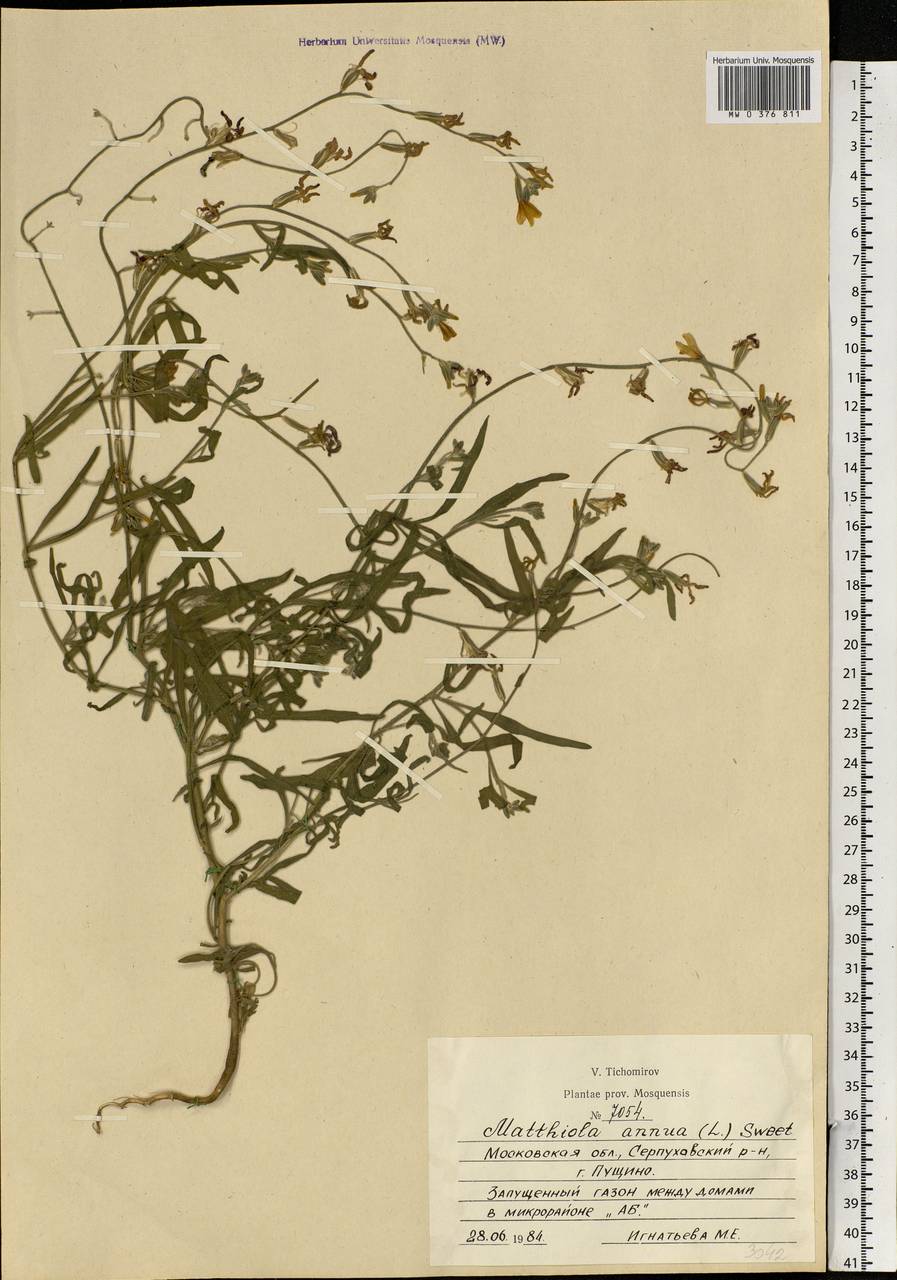 Matthiola incana subsp. incana, Eastern Europe, Moscow region (E4a) (Russia)