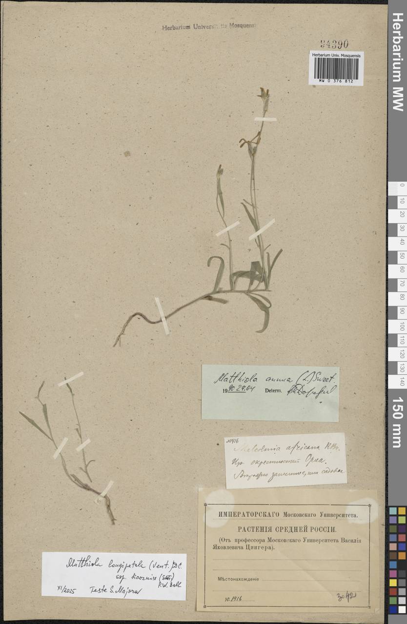 Matthiola longipetala subsp. bicornis (Sibth. & Sm.) P.W.Ball, Eastern Europe, Central forest-and-steppe region (E6) (Russia)