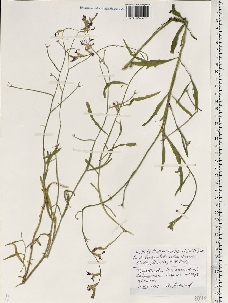 Matthiola longipetala subsp. bicornis (Sibth. & Sm.) P.W.Ball, Eastern Europe, Central region (E4) (Russia)