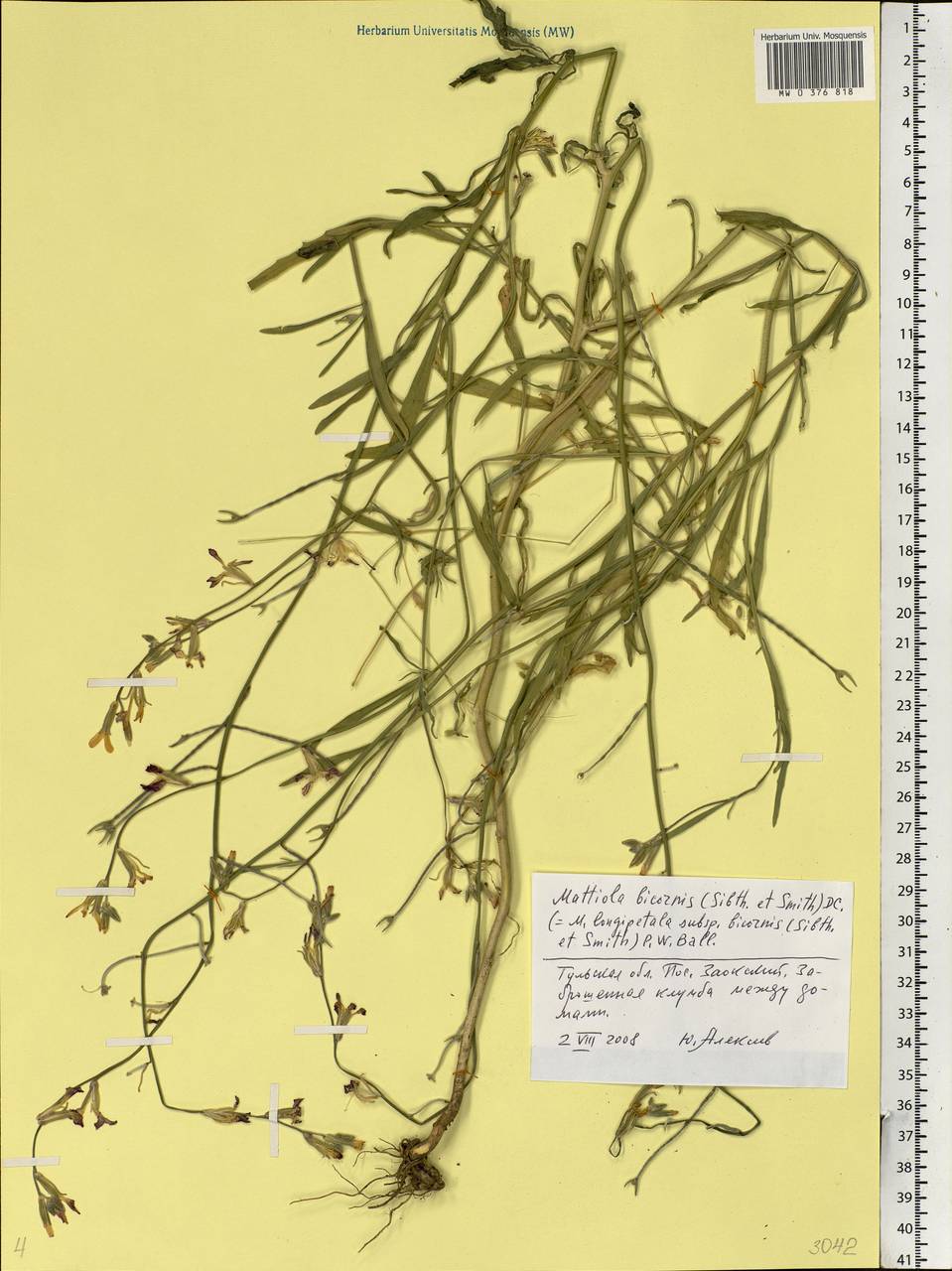 Matthiola longipetala subsp. bicornis (Sibth. & Sm.) P.W.Ball, Eastern Europe, Central region (E4) (Russia)