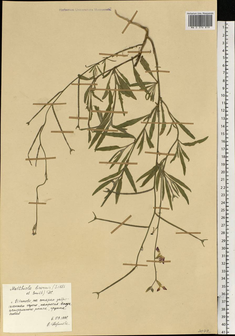 Matthiola longipetala subsp. longipetala, Eastern Europe, Central forest region (E5) (Russia)