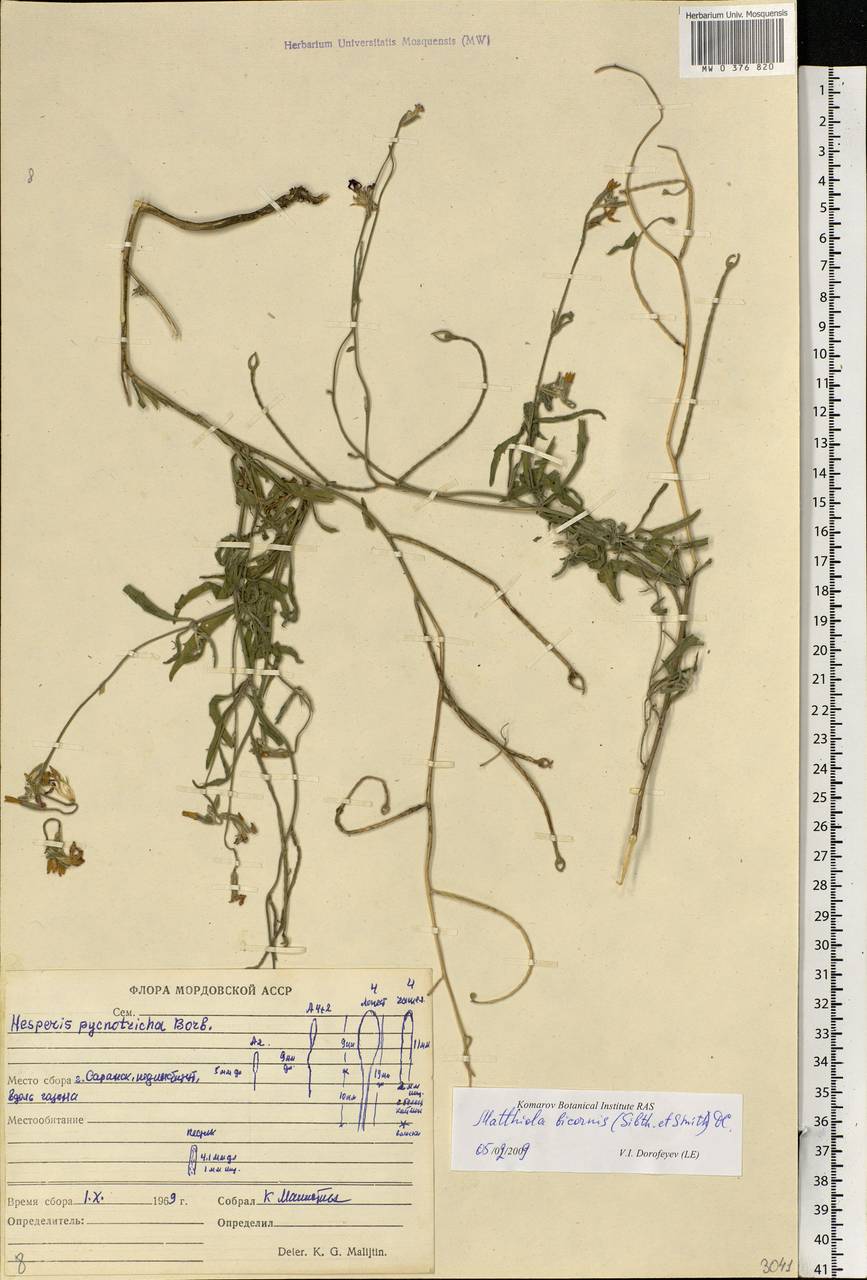 Matthiola longipetala subsp. longipetala, Eastern Europe, Middle Volga region (E8) (Russia)