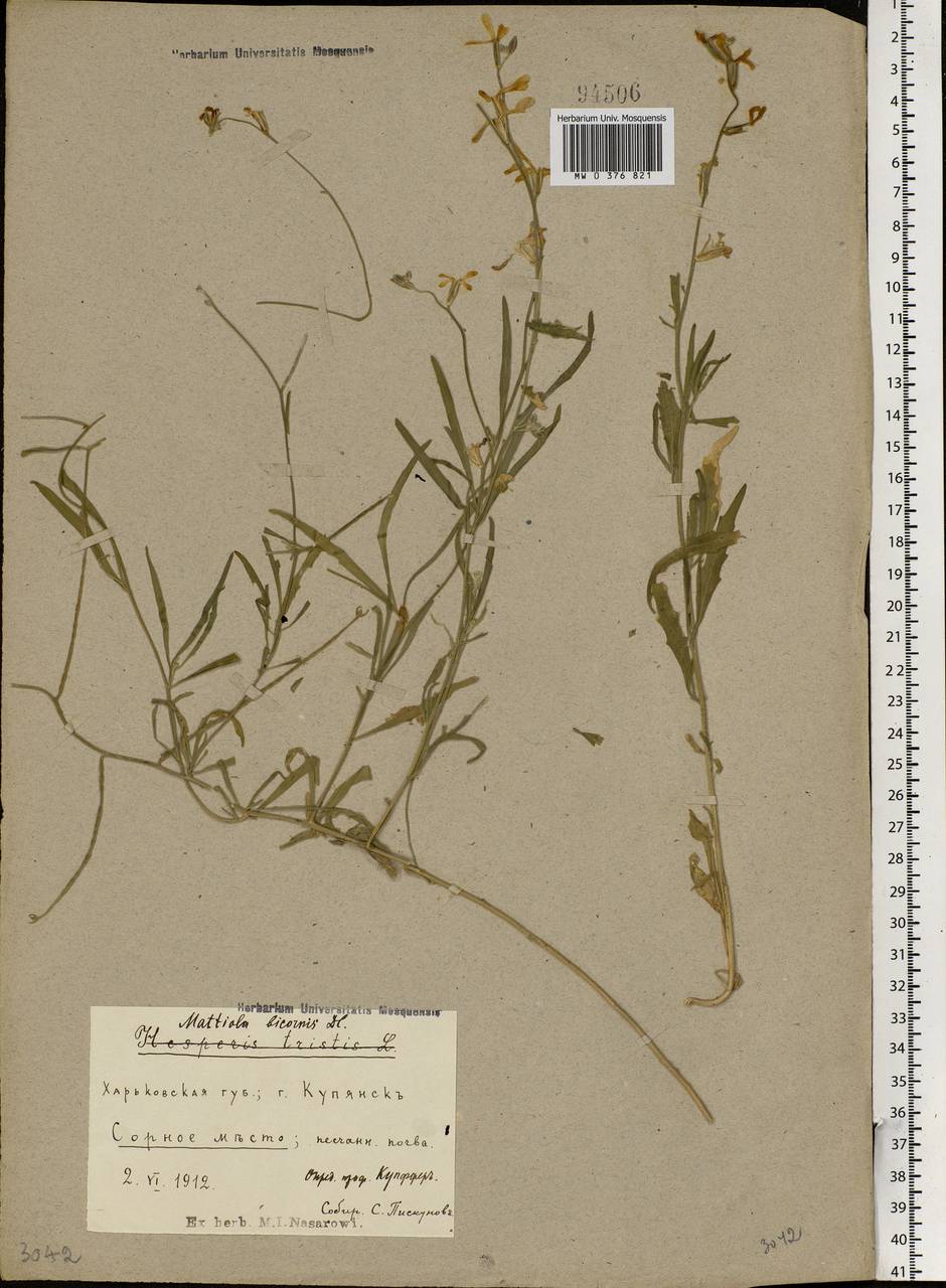 Matthiola longipetala subsp. bicornis (Sibth. & Sm.) P.W.Ball, Eastern Europe, North Ukrainian region (E11) (Ukraine)