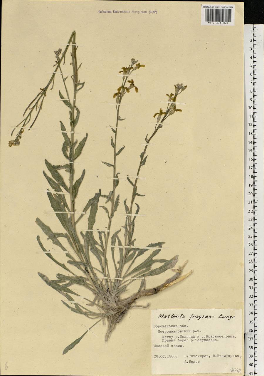 Matthiola fragrans (Fisch.) Bunge, Eastern Europe, Central forest-and-steppe region (E6) (Russia)