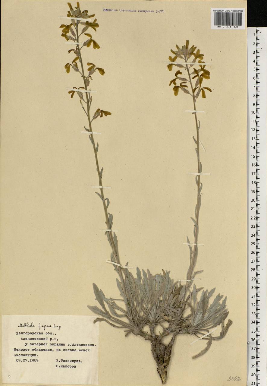 Matthiola fragrans (Fisch.) Bunge, Eastern Europe, Central forest-and-steppe region (E6) (Russia)