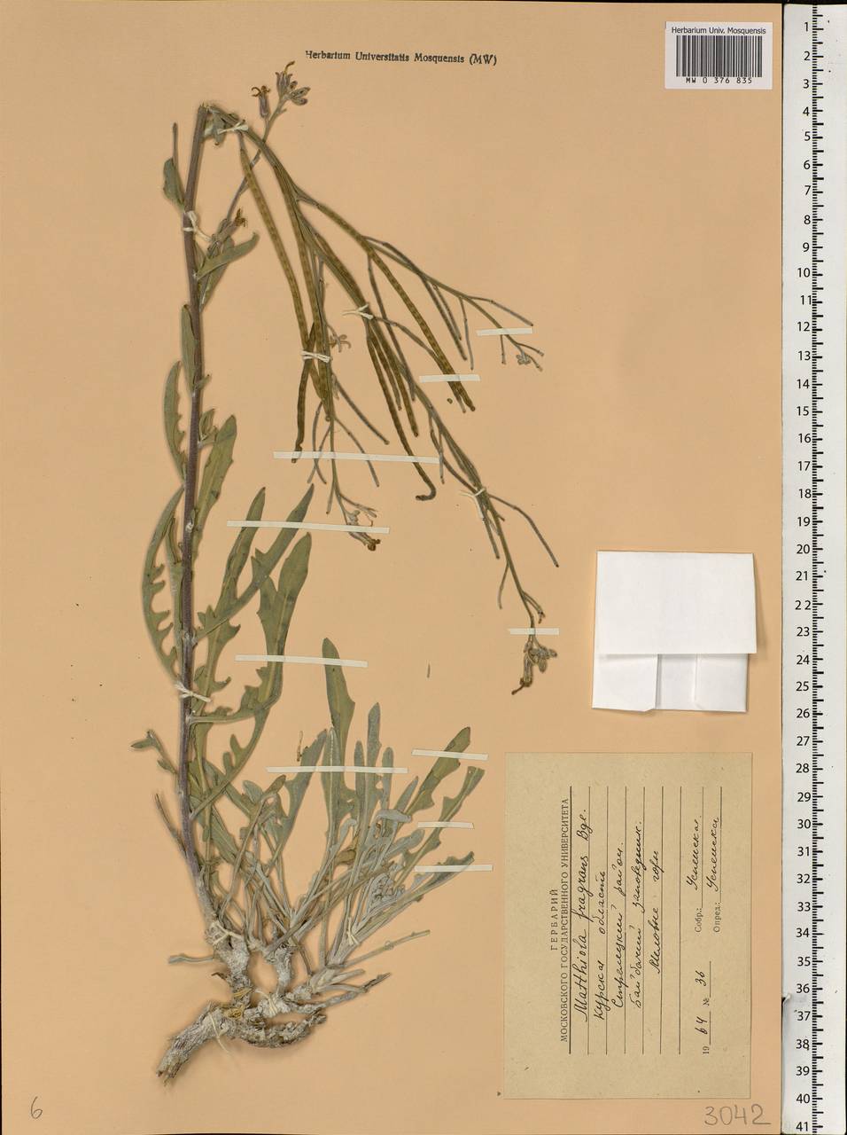 Matthiola fragrans (Fisch.) Bunge, Eastern Europe, Central forest-and-steppe region (E6) (Russia)