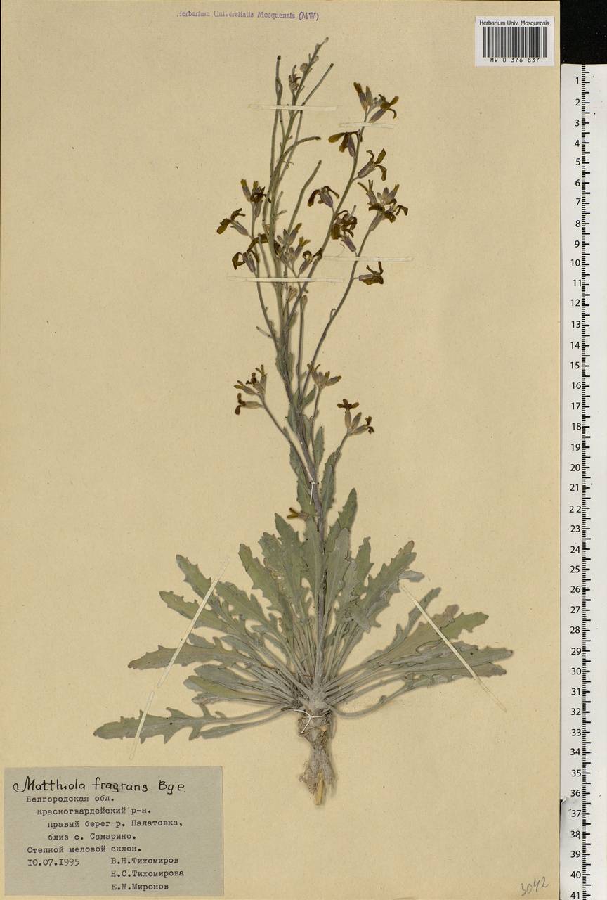 Matthiola fragrans (Fisch.) Bunge, Eastern Europe, Central forest-and-steppe region (E6) (Russia)