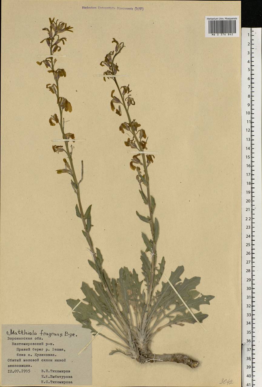 Matthiola fragrans (Fisch.) Bunge, Eastern Europe, Central forest-and-steppe region (E6) (Russia)