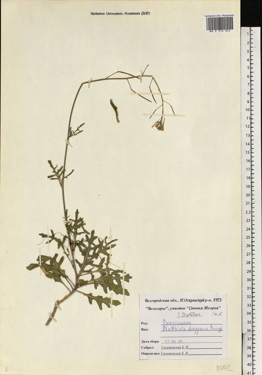 Matthiola fragrans (Fisch.) Bunge, Eastern Europe, Central forest-and-steppe region (E6) (Russia)