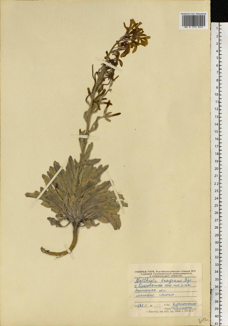 Matthiola fragrans (Fisch.) Bunge, Eastern Europe, Central forest-and-steppe region (E6) (Russia)