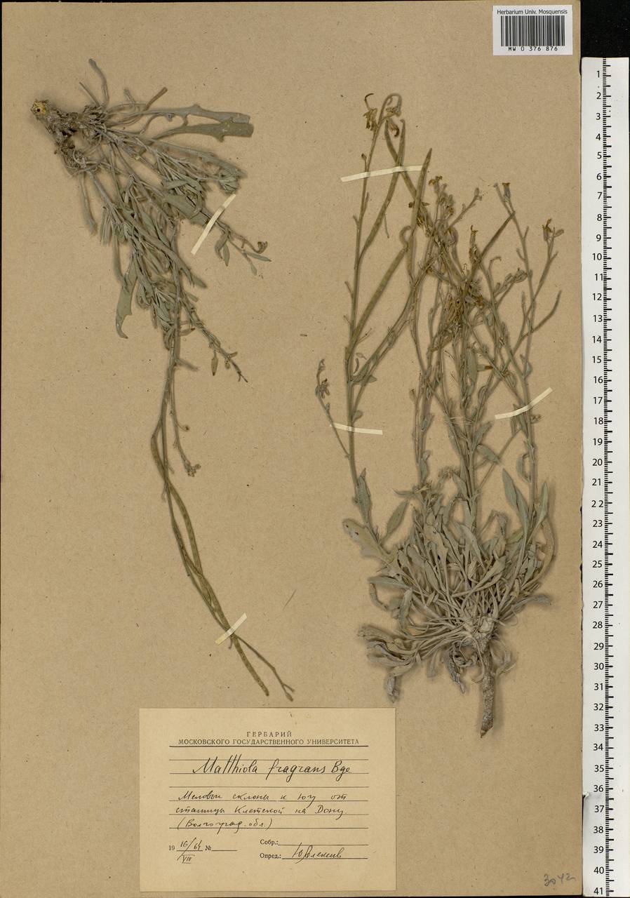 Matthiola fragrans (Fisch.) Bunge, Eastern Europe, Lower Volga region (E9) (Russia)