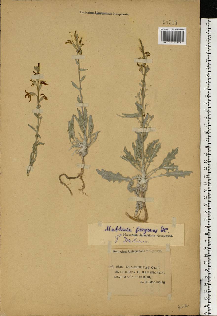 Matthiola fragrans (Fisch.) Bunge, Eastern Europe, Lower Volga region (E9) (Russia)